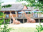 SMARTBOX - Coffret Cadeau Journée découverte au Parc Zoologique d'Amnéville pour 5 personnes -  Multi-thèmes