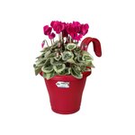 ELHO Jardiniere de balcon Corsica Simple - Fruits rouges - Extérieur & Balcon - L 19,4 x W 27,1 x H 25,9 cm