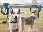 SMARTBOX - Coffret Cadeau 2h de Cani-Balade en famille près de Valence -  Sport & Aventure