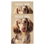 Petit Calendrier Mensuel 2025 14x18 Cm - Chiens - Draeger paris