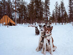 SMARTBOX - Coffret Cadeau Séjour en Suède : 4 jours avec aurores boréales et balade en chiens de traîneau pour 2 -  Séjour