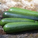 Courgette Non Coureuse Des Maraichers bio - Graines à semer