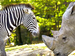 Journée à la découverte des animaux au zooparc de beauval pour 1 enfant - smartbox - coffret cadeau sport & aventure