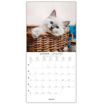 Grand Calendrier Mural 29x29 Cm - 2025 - Chats - Draeger paris