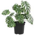 vidaXL Pot à fleurs rond 6 Pièces Noir Ø 15 x 12 cm Plastique