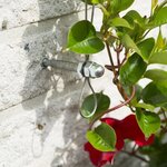 Nature Ensemble de treillis métallique pour plantes grimpantes 2 Pièces