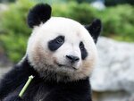 SMARTBOX - Coffret Cadeau Séjour au ZooParc de Beauval 2026: entrées 2 adulte (2 journées) et 1 nuit à proximité - Multi-thèmes