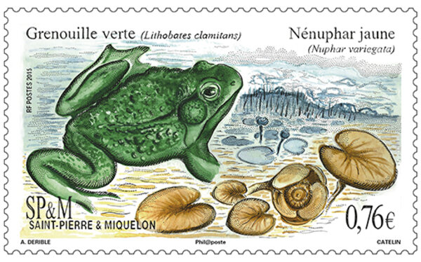 Saint-Pierre-et-Miquelon - La grenouille nénuphar