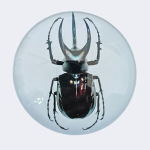 ATLAS BEETLE 2 Once Argent Monnaie 2 Guards Truth Guard 2024