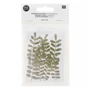 Œillets séchés et pressés