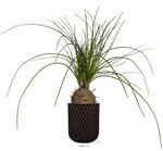 Palmier beaucarnea artificiel en pot h 45 cm d 45 cm très original
