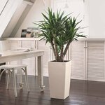 LECHUZA Jardinière Cubico Color 30 ALL-IN-ONE Blanc 13130