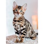 Puzzle N 500 p - Chaton Bengal