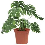 vidaXL Pot à fleurs rond 6 Pièces Rouge brique Ø 12 5 x 10 cm Plastique