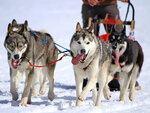 SMARTBOX - Coffret Cadeau Baptême en traîneau à chiens de 30 min près de Chambéry pour 3 personnes -  Sport & Aventure