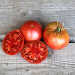 Tomate Noire de Crimée bio - Graines à semer