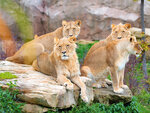 SMARTBOX - Coffret Cadeau Entrée 2023 pour 1 personne au ZooParc de Beauval -  Sport & Aventure