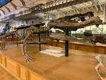 Visite en famille des dinosaures au muséum d'histoire naturelle de paris - smartbox - coffret cadeau multi-thèmes