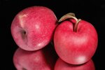POMME 400g Pièce de cuivre 100 Francs CFA Cameroun 2025