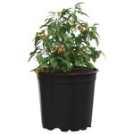 vidaXL Pot à fleurs 100 Pièces Noir Ø 15 x 13 cm Plastique