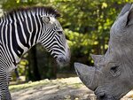 SMARTBOX - Coffret Cadeau ZooParc de Beauval 2026 : entrées 2 adulte et 1 enfant (1 journée) -  Multi-thèmes