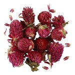 Fleurs séchées - Trèfle rouge 15 g