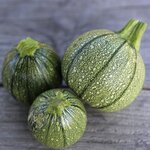 Graines à semer - Courgette ronde bio - variété de nice