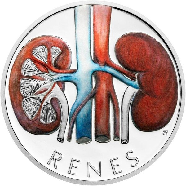 Monnaie KIDNEYS Human Body Reins 1 Oz Argent 1$ Niue 2025 (PRÉCOMMANDE)