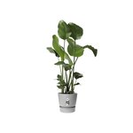 ELHO Pot de fleurs rond Greenville 25 - Extérieur - Ø 24,48 x H 23,31 cm - Gris béton vivant