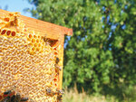 SMARTBOX - Coffret Cadeau Participez à la sauvegarde des abeilles avec 1 an de parrainage d'une ruche -  Multi-thèmes