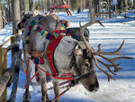 SMARTBOX - Coffret Cadeau 4 jours à Rovaniemi avec excursion en motoneige et visite du village du Père Noël -  Séjour