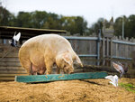 SMARTBOX - Coffret Cadeau Tanière Zoo Refuge : immersion avec les herbivores pour 2 personnes -  Multi-thèmes