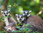 Journée d'expédition : entrée pour 2 adultes et 1 enfant au safari de peaugres près de saint-étienne - smartbox - coffret cadeau sport & aventure