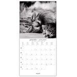 Grand Calendrier Mural 29x29 Cm - 2025 - Chats Black & White - Draeger paris