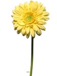 Gerbera artificiel  h 48 cm jaune - best - couleur: jaune