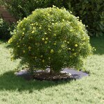 vidaXL adapté pour anneaux d'arbre plats 5 Pièces Anthracite Ø30 / 60 cm