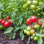 Lot de 10 tuteurs spirales pour tomates - En acier - Hauteur : 180 cm