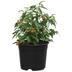 vidaXL Pot à fleurs 200 Pièces Noir Ø 15 x 12 5 cm Plastique