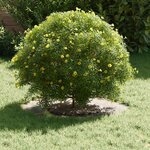 vidaXL adapté pour anneaux d'arbre plats 5 Pièces Argent Ø30 / 60 cm