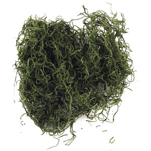 Mousse de jungle  vert  20 g