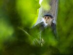 SMARTBOX - Coffret Cadeau Séjour au ZooParc de Beauval 2026: entrées 2 adulte et 1 nuit à proximité - Multi-thèmes