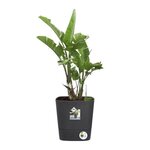 Pot de fleur Plastique Carré Greensense Aqua Care Gris Charbon 38 x 38 x 38 9 cm 31 L
