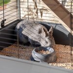 Ferplast Clapier Rabbit 100 Double 95x57x93,5 cm Gris