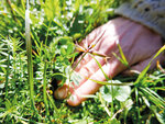 SMARTBOX - Coffret Cadeau Atelier sur les plantes sauvages et produits naturels avec brunch en Isère -  Sport & Aventure