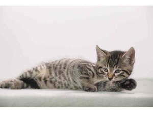 Sous-main chat gris, 400 x 530 mm LÄUFER