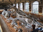 Visite en famille des dinosaures au muséum d'histoire naturelle de paris - smartbox - coffret cadeau multi-thèmes