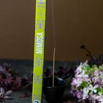 Encens Japonais Mimosa