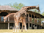 Journée en famille au parc zoologique d'amnéville avec nuit à l'hôtel - smartbox - coffret cadeau multi-thèmes