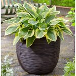Capi Jardinière Nature Rib 35x34 cm Marron foncé