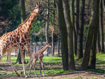 SMARTBOX - Coffret Cadeau Journée zoo en famille pour 1 adulte et 2 enfants au Safari de Peaugres -  Sport & Aventure